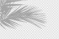 Shadow overlay of palm tree branch. Transparent overlay shadow effect from tropical palm leaves. Royalty Free Stock Photo